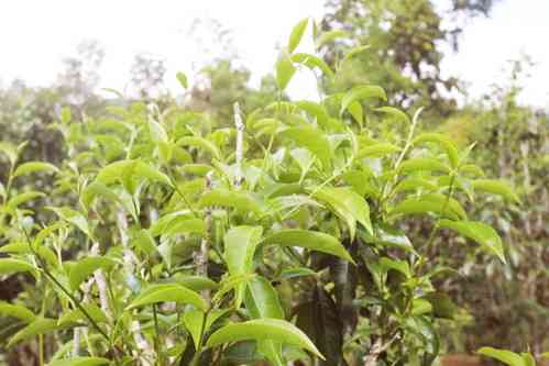 寿眉啥季节喝茶好喝