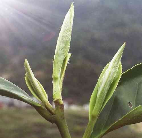 福鼎老白茶饼做法