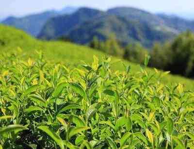 贡眉白茶饼怎么用