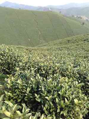 福鼎三大高山白茶