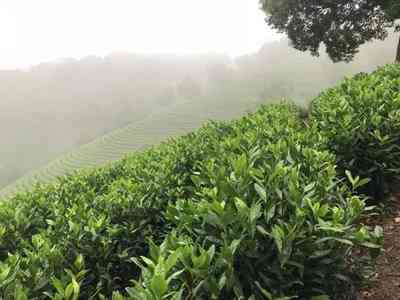 福鼎白茶茶饼古树