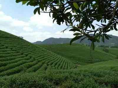 福鼎白茶特级茶饼