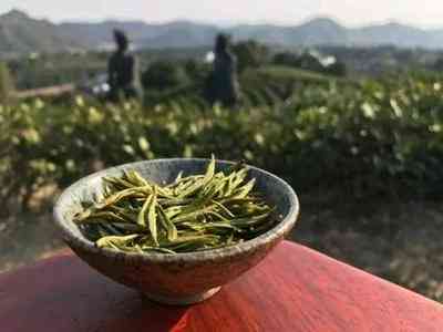 小种山茶福鼎白茶