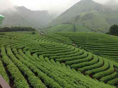 福鼎白茶茶农直卖