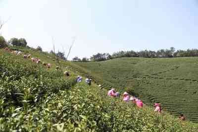 国内靠谱的寿眉茶馆