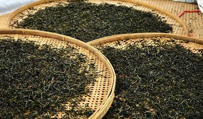 白茶与生普洱的口感区别与优劣比较：哪个更好？