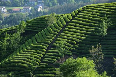 山地色普洱茶好喝吗知乎怎么样？