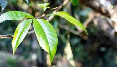 普洱茶哪里能种茶叶的种植基地，寻找优质普洱茶？揭秘更佳茶叶种植基地！