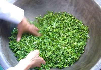 最贵的茶树在中国武夷山