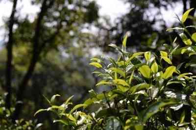 龙聘号曼松生茶：优质生茶产品推荐