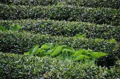 巴达山普洱茶囗感特点古树茶