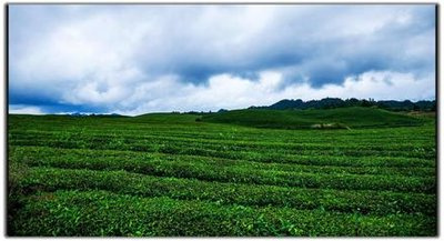 甘肃普洱白茶价格表及图片大全：产地、品种一览