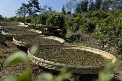 普洱古树白茶的功效与作用：揭示其独特保健价值