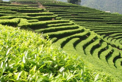 普洱茶与白茶收藏价值对比：哪个更高？