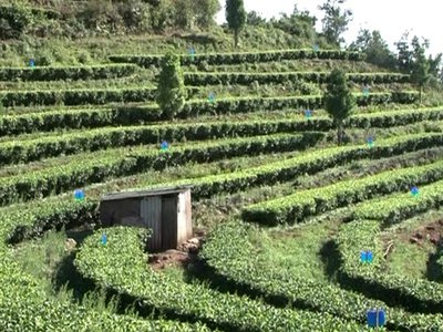 峰印普洱茶价位