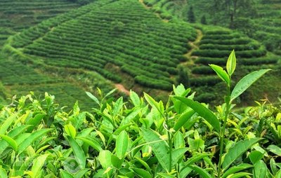 普洱茶叶做成的白茶：品种、制作方法与品饮体验