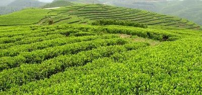 缅甸野人山普洱茶好喝吗？探寻缅甸野人山古树普洱茶的口感