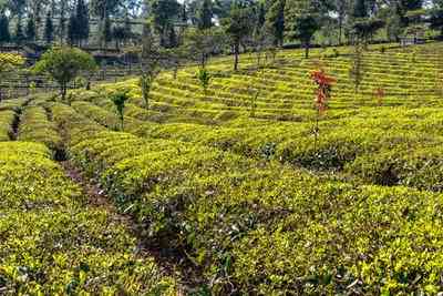 霓云普洱茶：品尝云南高山茶叶的独特风味