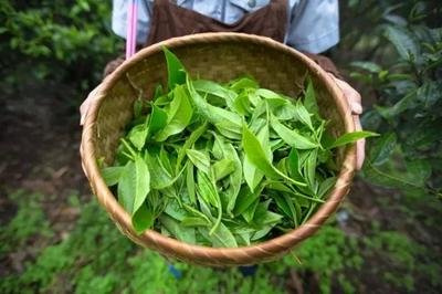茶品种昔归、茶树品种、茶叶特点、茶排名