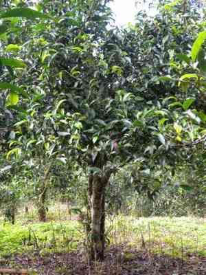 冲普洱茶饼：如何冲泡普洱茶饼视频教程