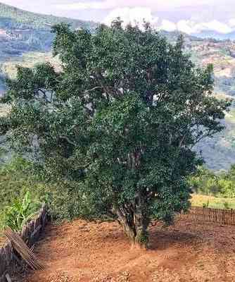 布朗山金芽普洱茶价格及报价