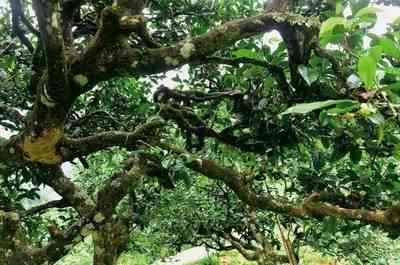 茶香天下普洱茶小金砖价格表及区别，勐海普洱小金砖介绍