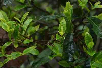 喝普洱茶有胸闷感觉是否正常？