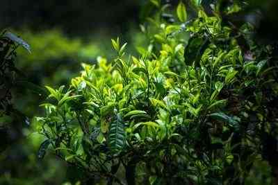 熟茶为什么叫普洱茶呢图片大全，探究普洱茶的由来：揭秘“熟茶为什么叫普洱茶”的图片大全