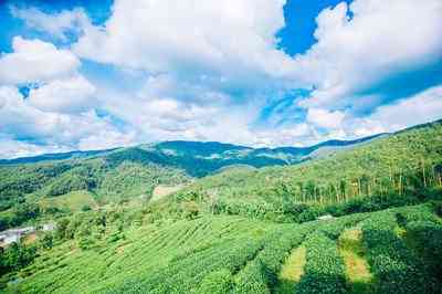 醋煮普洱茶的功效及共饮方法