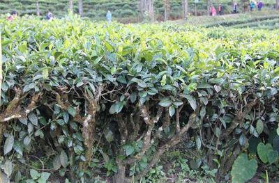 普洱茶转化路径与白茶的区别：深入了解两种茶叶的加工工艺和特性