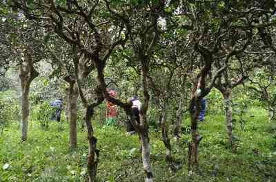 熟茶分级标准：熟茶分级标准、最新和有哪些