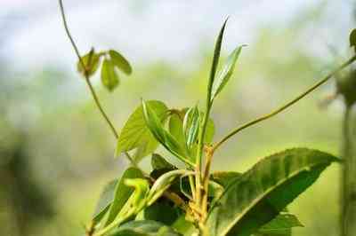 洪海古树普洱茶价格及图片