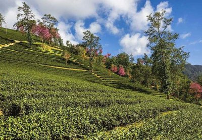 深入了解：普洱茶与滇红茶的区别及特点