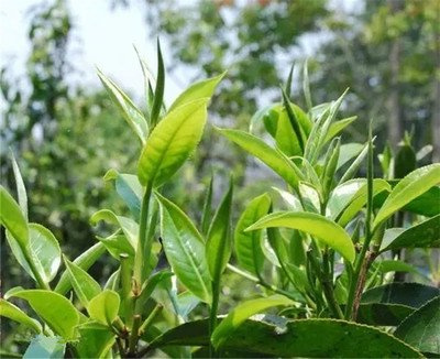 普洱白茶：哪个季节最适宜饮用？了解其特点与历史