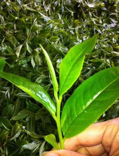 蚌埠茶叶市场：位置、规模与营业时间全揭秘