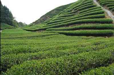 冰岛普洱茶的来历和价格