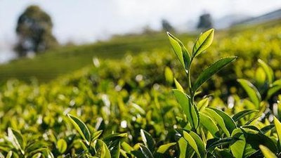 白茶是普洱茶的一种吗？详解其分类与区别