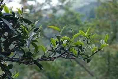 印象香府普洱茶价格银生府普洱茶云海木府普洱茶的印象茶坊评价