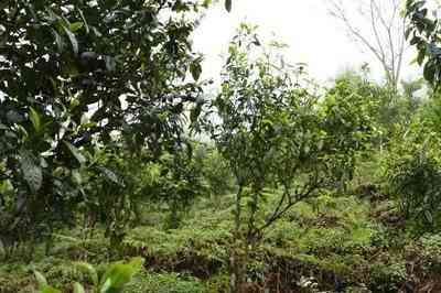 小润普洱茶，润普洱茶(熟茶)，普洱茶润茶