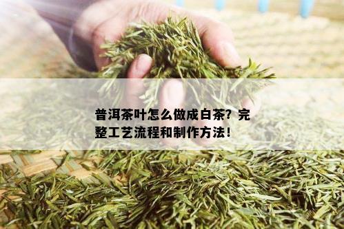 普洱茶叶怎么做成白茶？完整工艺流程和制作方法！