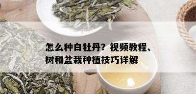 怎么种白牡丹？视频教程、树和盆栽种植技巧详解