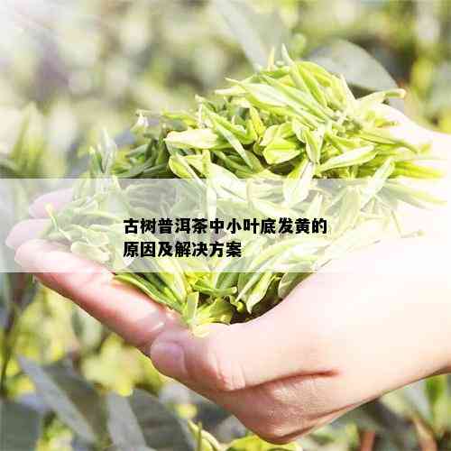 古树普洱茶中小叶底发黄的原因及解决方案