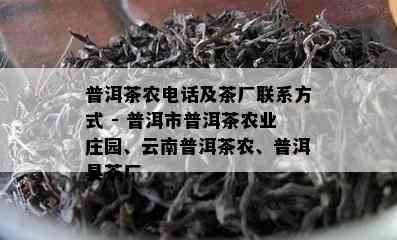 普洱茶农电话及茶厂联系方式 - 普洱市普洱茶农业庄园、云南普洱茶农、普洱县茶厂