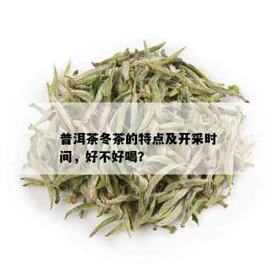 普洱茶冬茶的特点及开采时间，好不好喝？