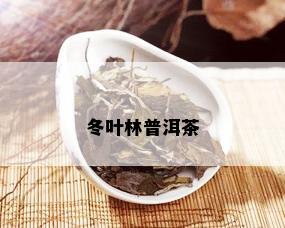 冬叶林普洱茶