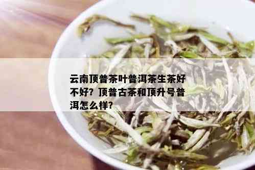 云南顶普茶叶普洱茶生茶好不好？顶普古茶和顶升号普洱怎么样？