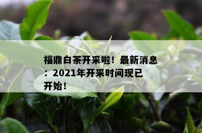 福鼎白茶开采啦！最新消息：2021年开采时间现已开始！