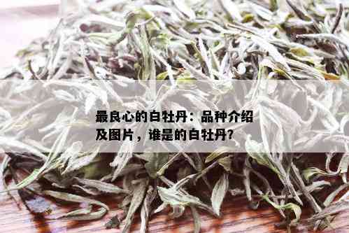 最良心的白牡丹：品种介绍及图片，谁是的白牡丹？