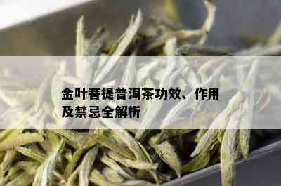 金叶菩提普洱茶功效、作用及禁忌全解析