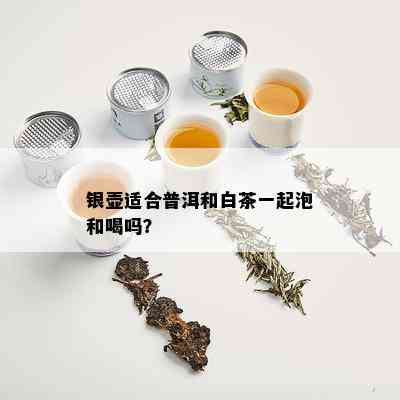 银壶适合普洱和白茶一起泡和喝吗？